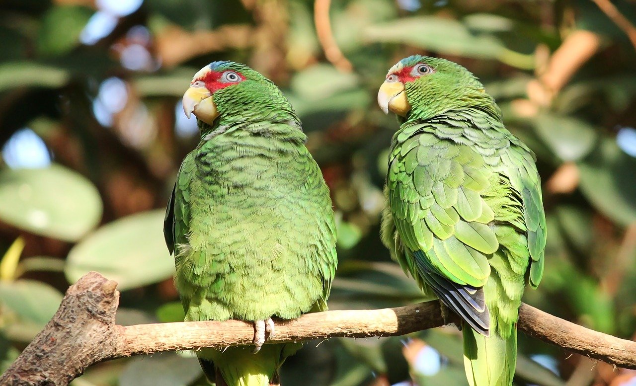parrots, green, few-4028533.jpg
