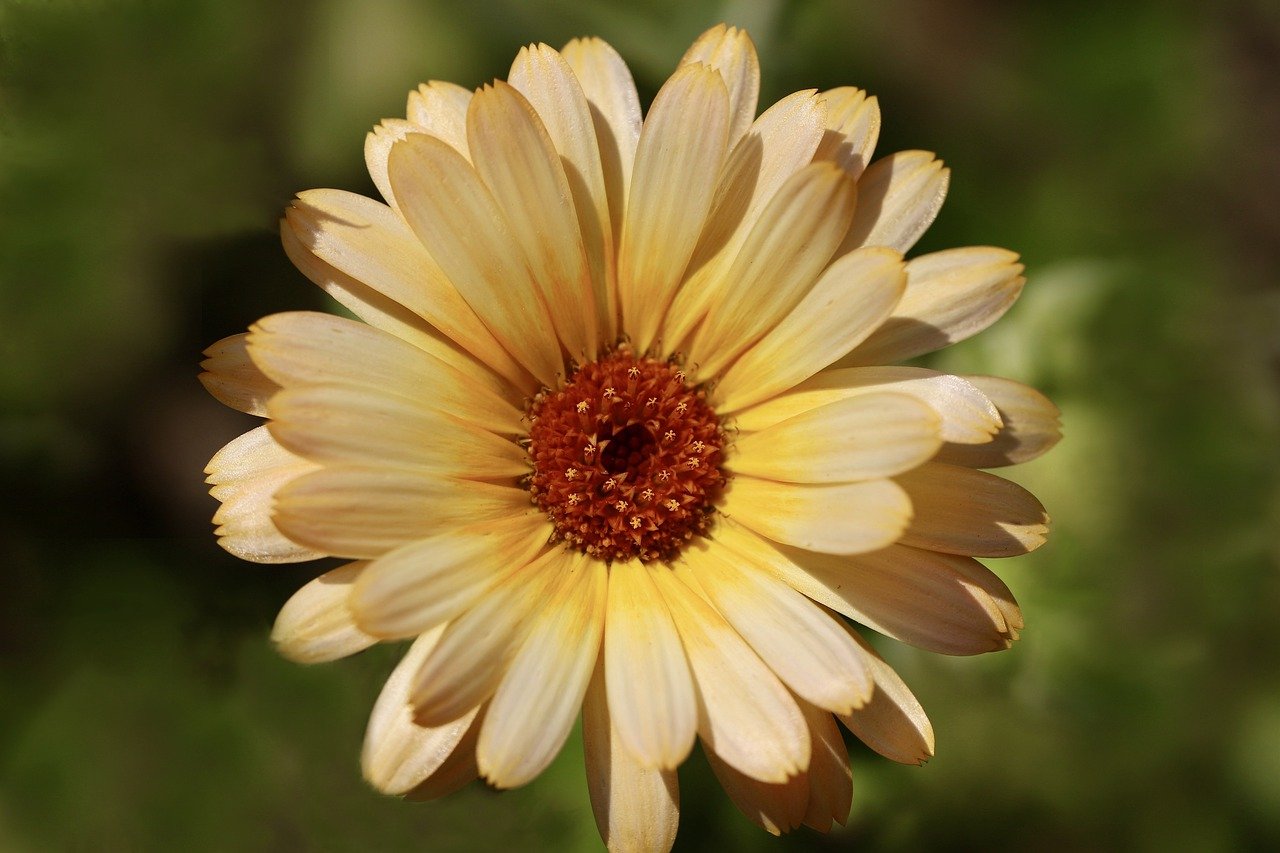 marigold, medicinal plant, petals-6593324.jpg